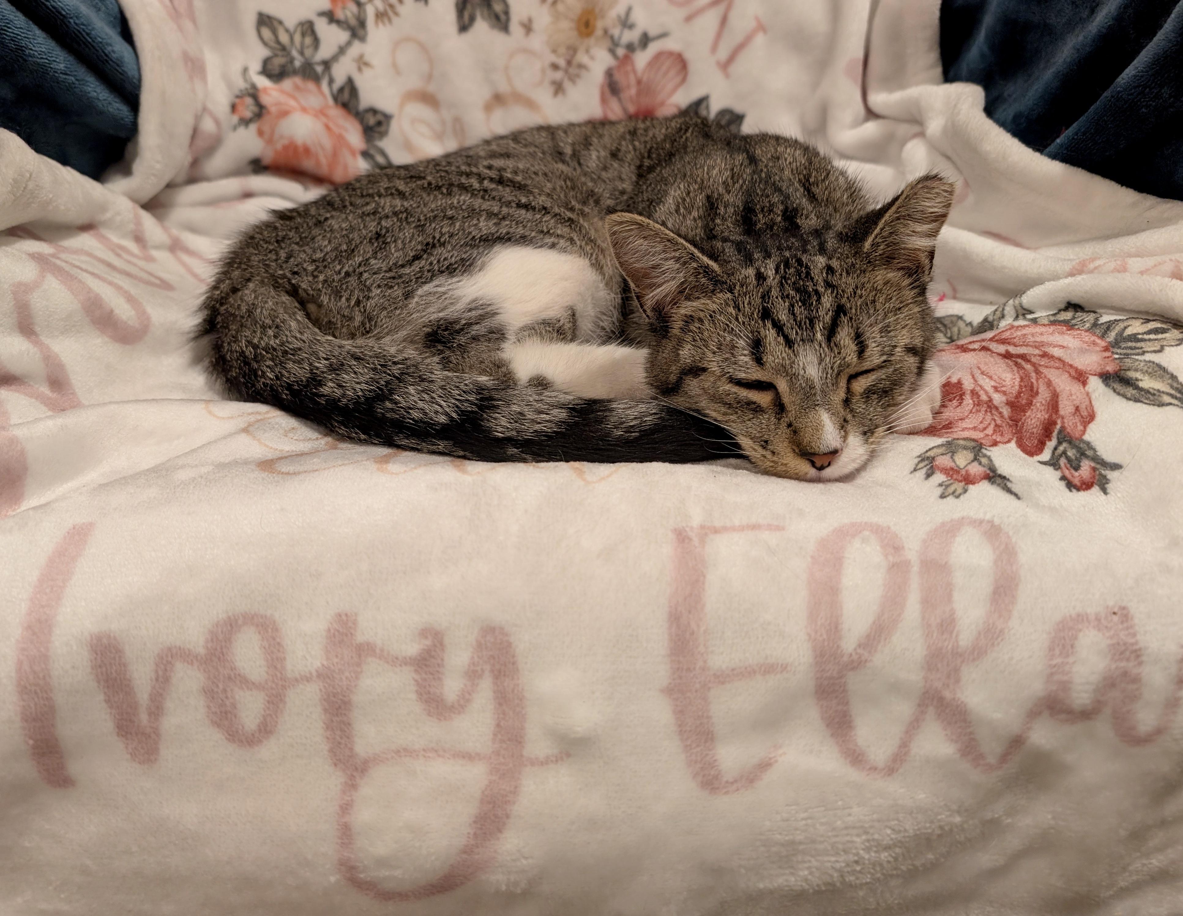 Enlarge Ivory Ella, a Adoptable Domestic Short Hair in Fairview Heights, IL image 4/6