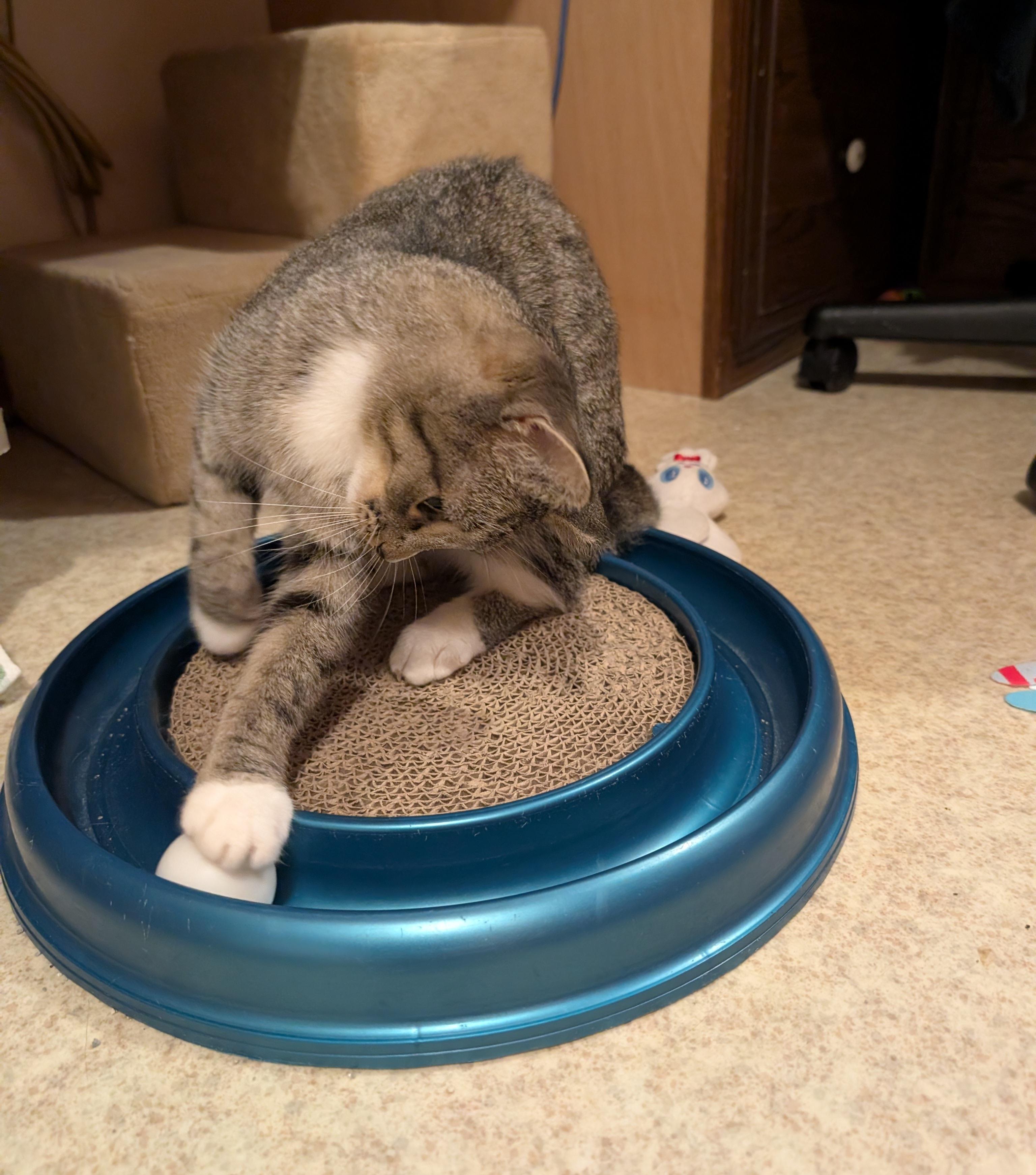 Enlarge Ivory Ella, a Adoptable Domestic Short Hair in Fairview Heights, IL image 3/6