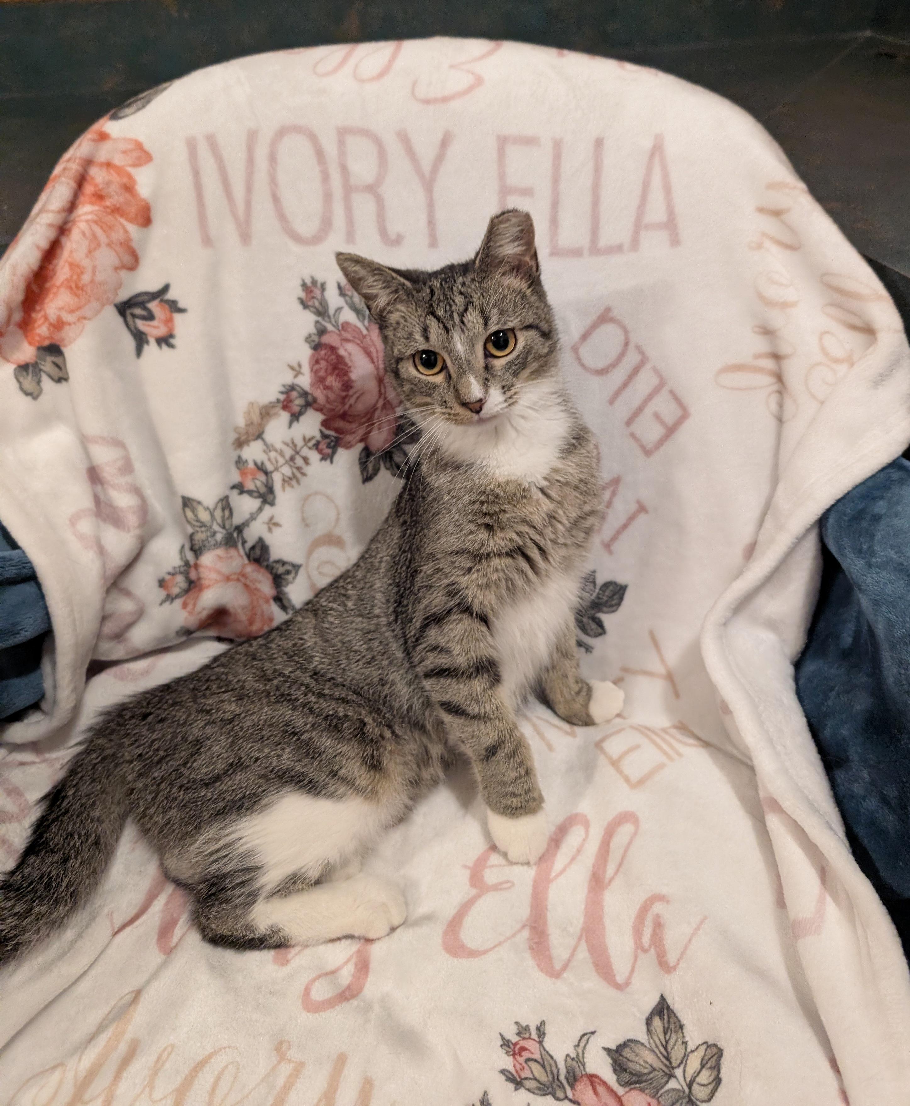 Ivory Ella, Adoptable, Young Female Domestic Short Hair.