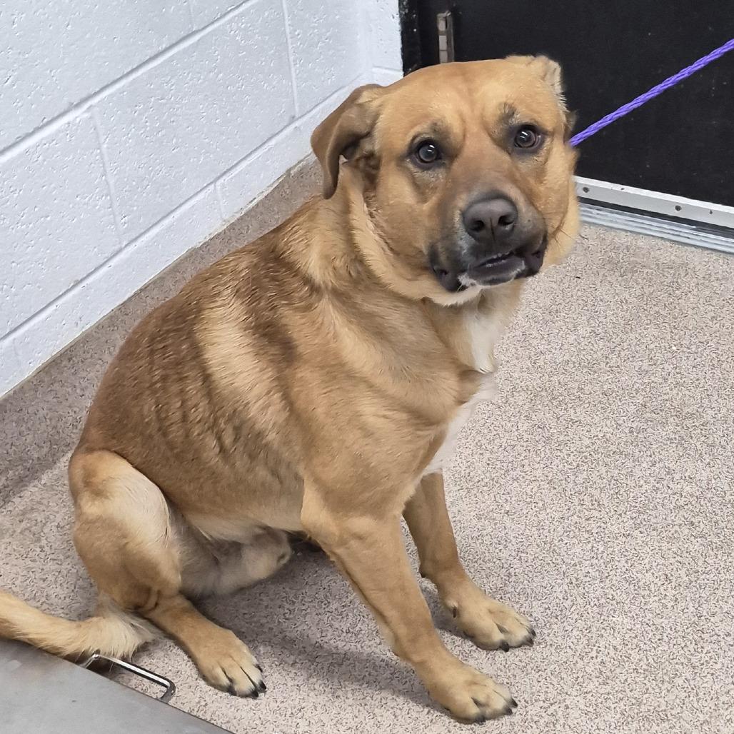 Andrew, a Adoptable Mixed Breed in Ardmore, OK image 1/2