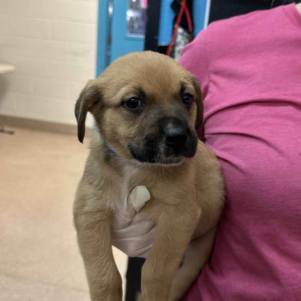 Andrew, a Adoptable Mixed Breed in Ardmore, OK image 2/2