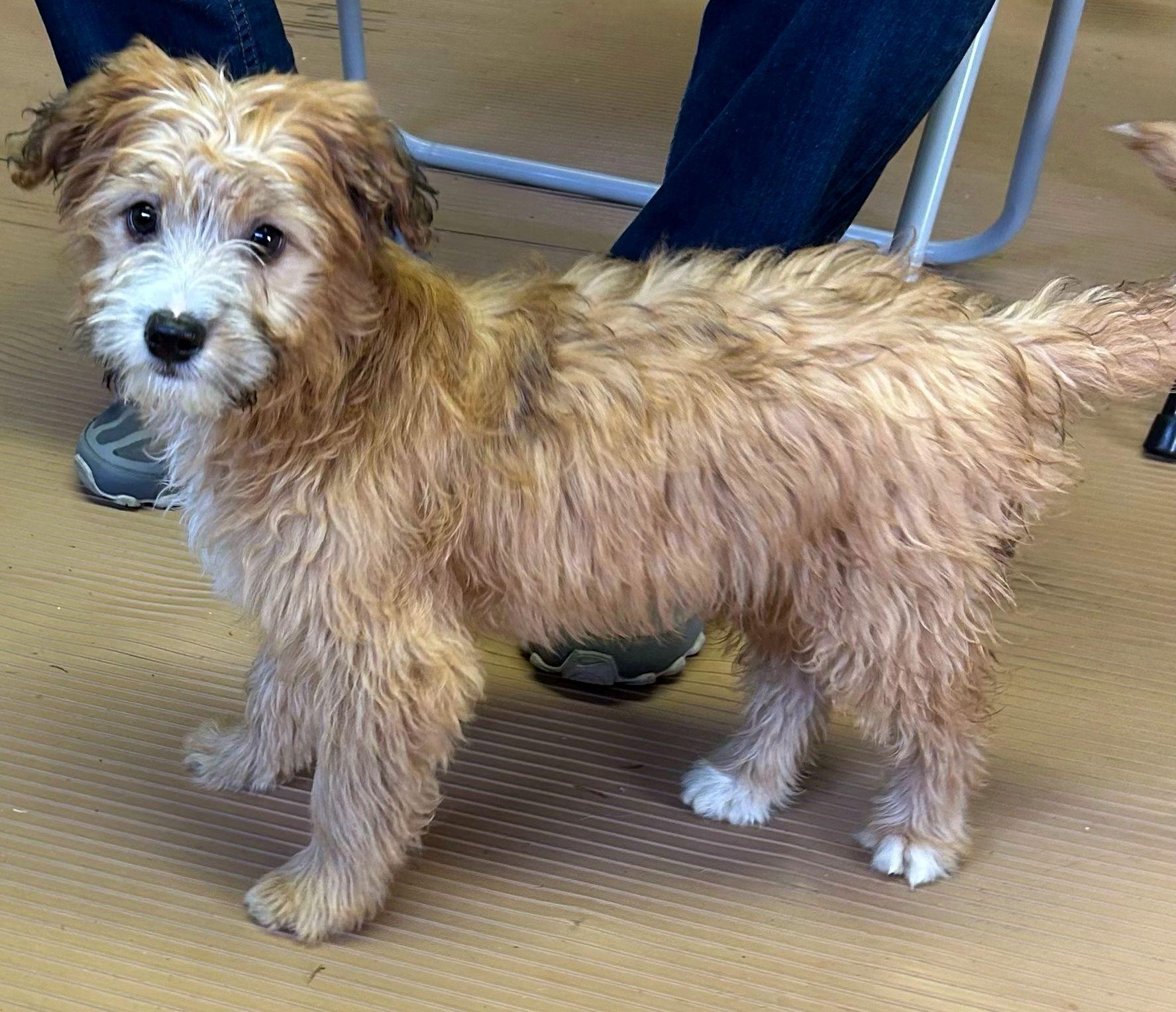 EWOK (ohiosdrescue@gmail.com), adopted, Puppy Male Lhasa Apso & Border Collie.