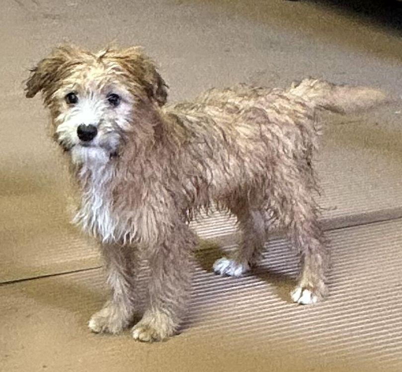 Enlarge EWOK (ohiosdrescue@gmail.com), an adopted mixed breed in Rossford, OH image 3/3
