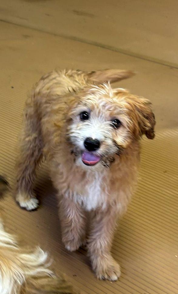 Enlarge EWOK (ohiosdrescue@gmail.com), an adopted mixed breed in Rossford, OH image 2/3