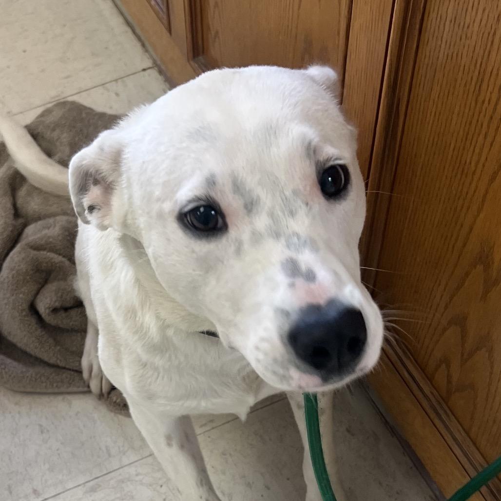 Lady, Adoptable, Young Female Cattle Dog.