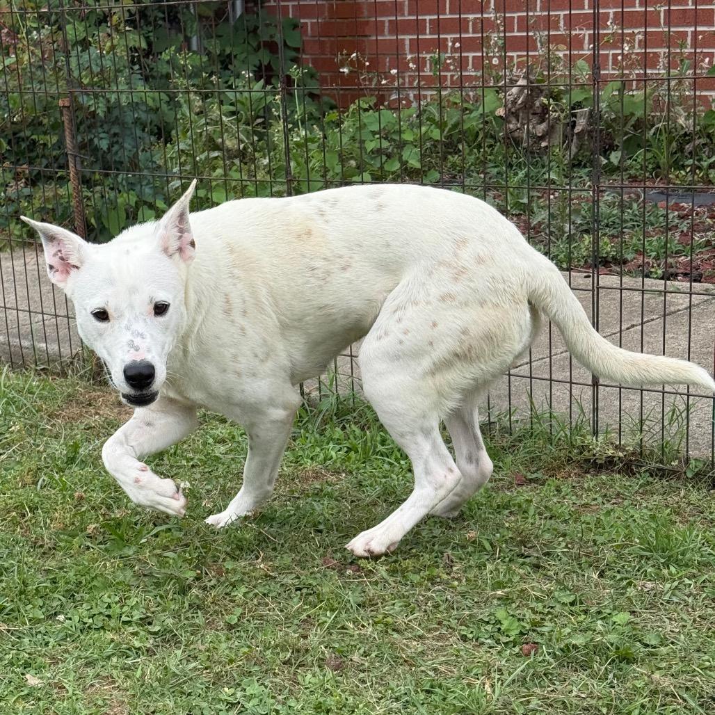 Enlarge Lady, a Adoptable Cattle Dog in Jacksonville, AR image 2/6