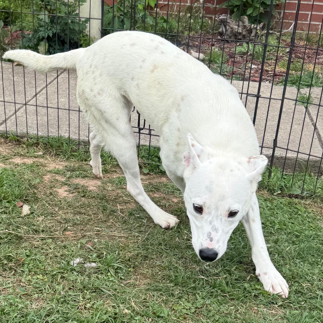 Enlarge Lady, a Adoptable Cattle Dog in Jacksonville, AR image 3/6