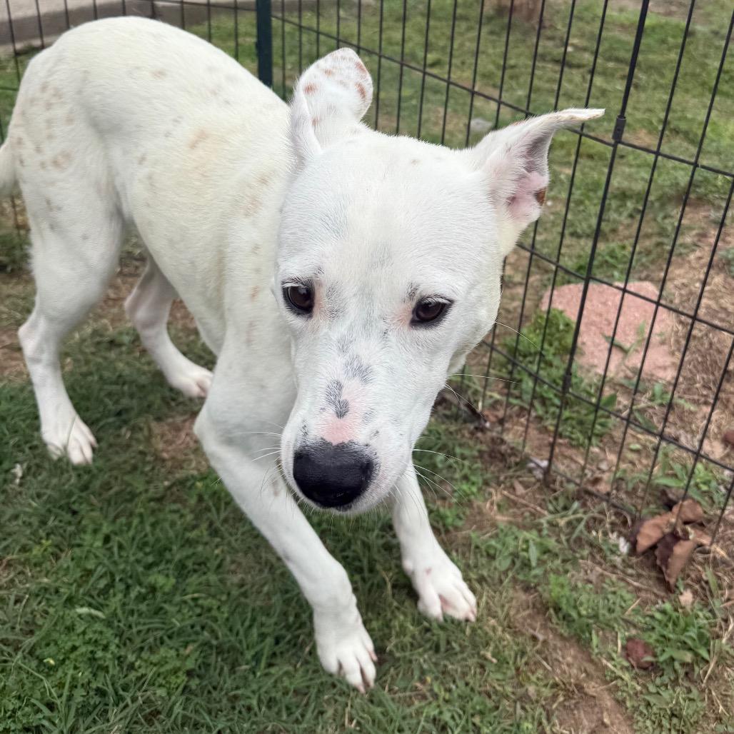 Enlarge Lady, a Adoptable Cattle Dog in Jacksonville, AR image 4/6