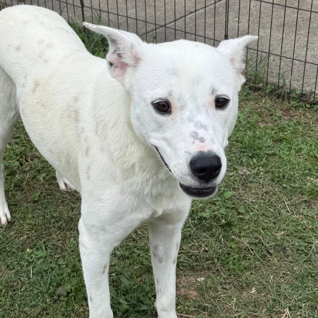 Enlarge Lady, a Adoptable Cattle Dog in Jacksonville, AR image 5/6