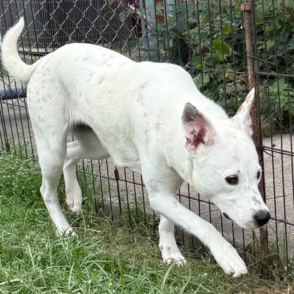 Enlarge Lady, a Adoptable Cattle Dog in Jacksonville, AR image 6/6