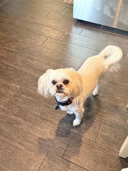 Stetson, Adopted, Adult Male Shih Tzu.