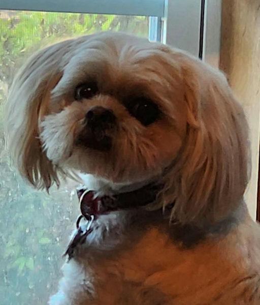Enlarge Stetson, a Adopted Shih Tzu in Houston, TX image 2/3