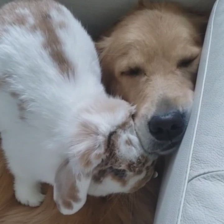 Enlarge QQ, a Adopted Holland Lop in Toronto, ON video 3/5