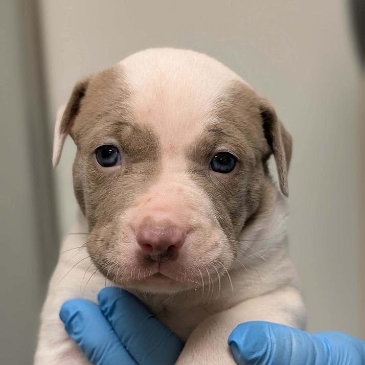Brody, a Adoptable mixed breed in North Charleston, SC image 3/3