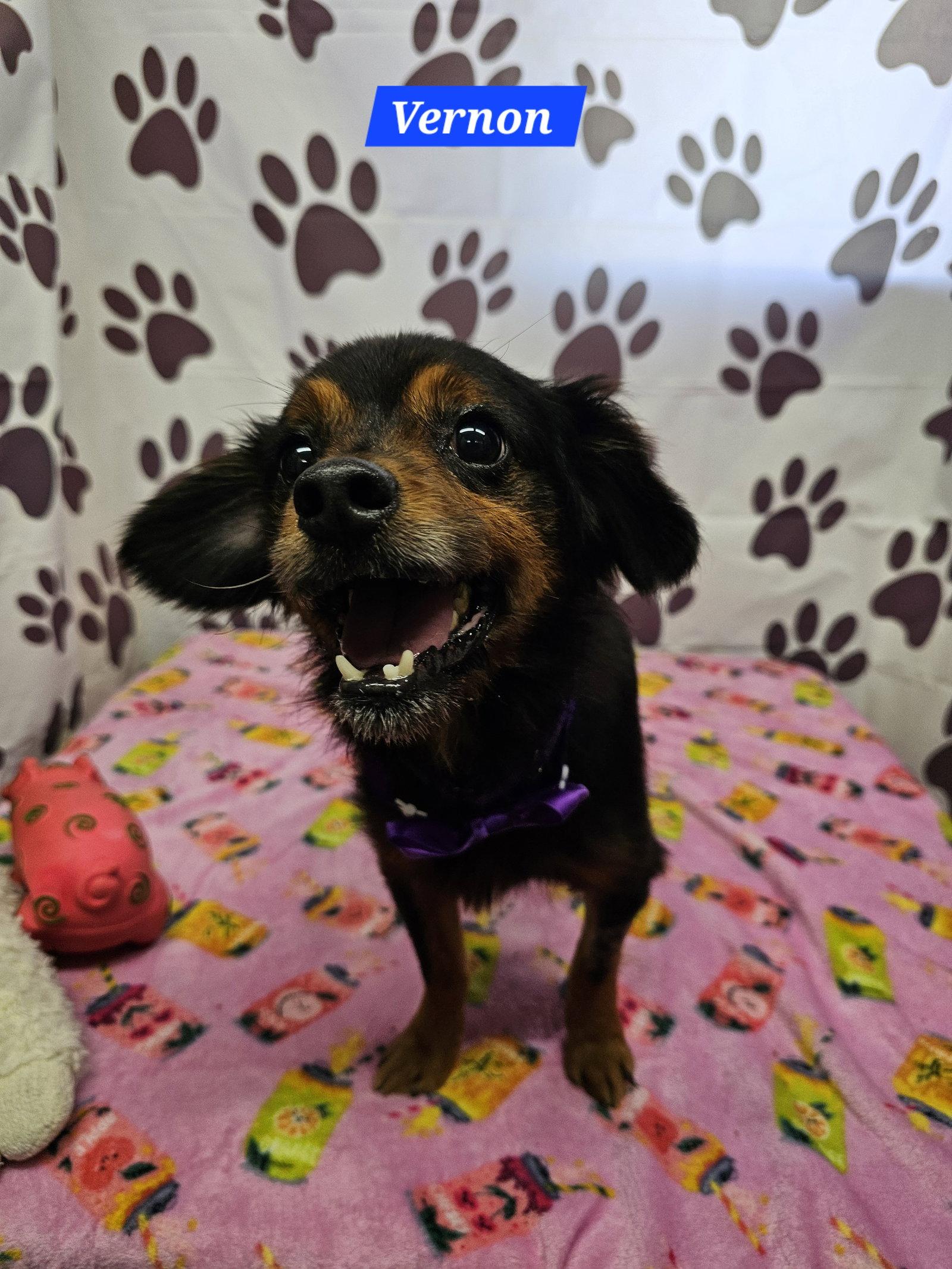 Vernon, Adopted, Adult Male Chihuahua.