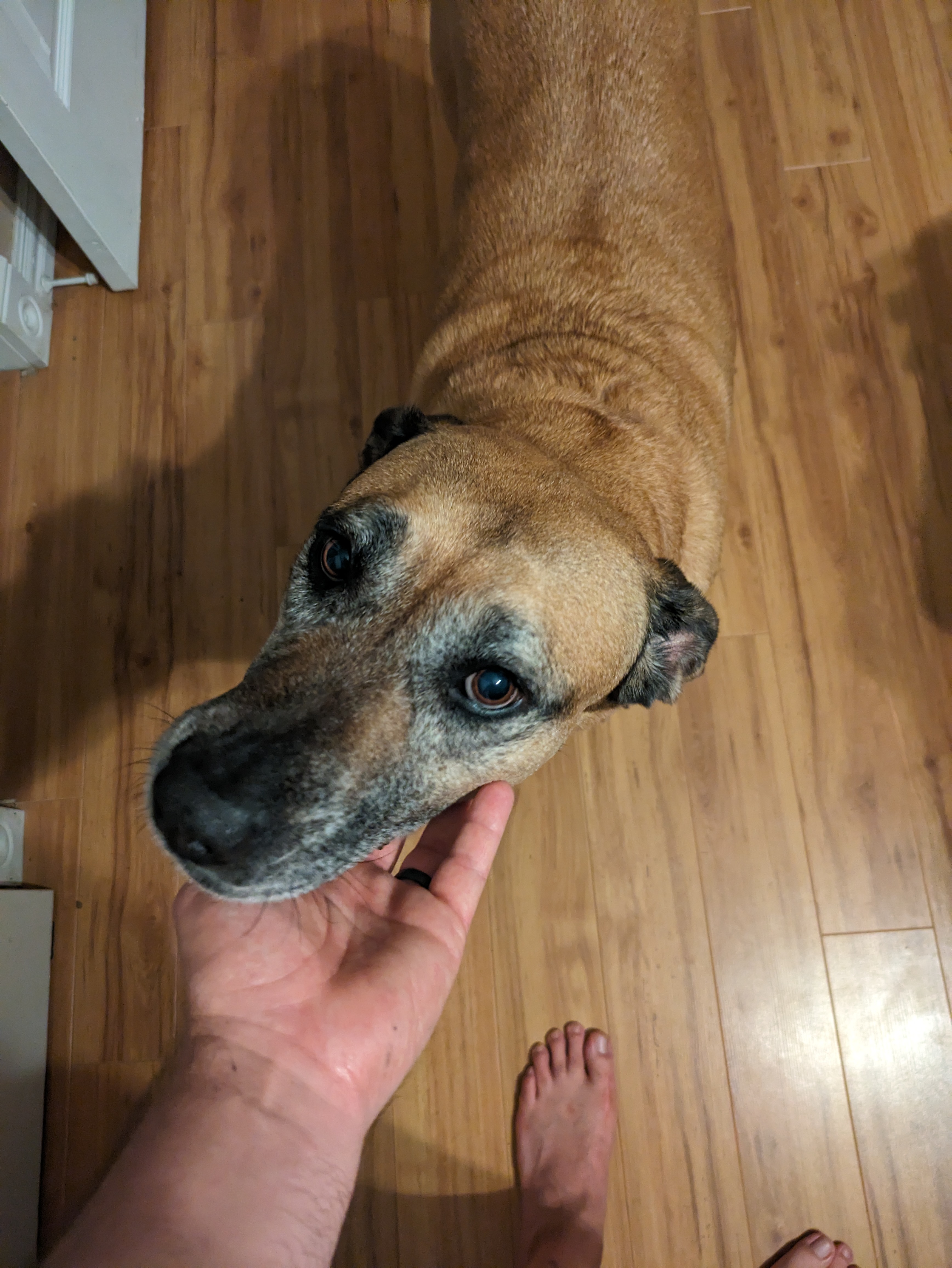June, a Adopted Yellow Labrador Retriever in PEARLAND, TX image 4/5