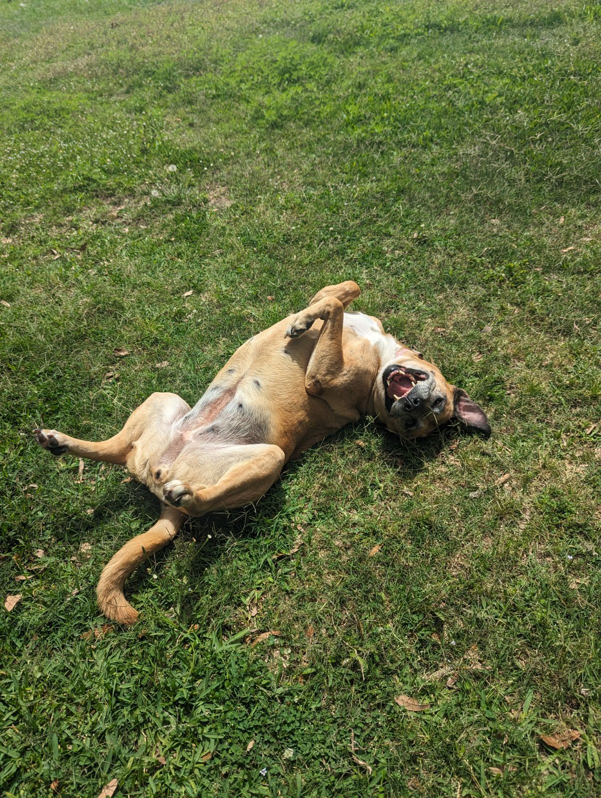 June, a Adopted Yellow Labrador Retriever in PEARLAND, TX image 3/5