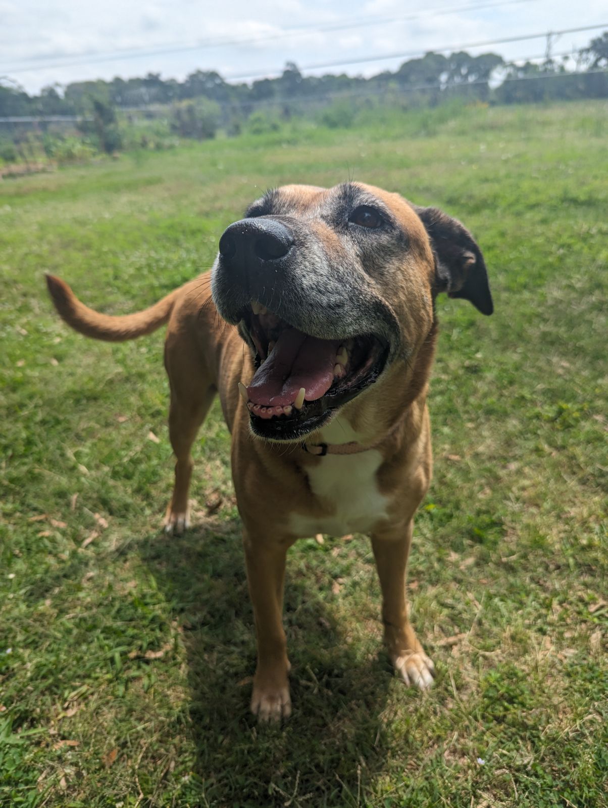 June, a Adopted Yellow Labrador Retriever in PEARLAND, TX image 5/5