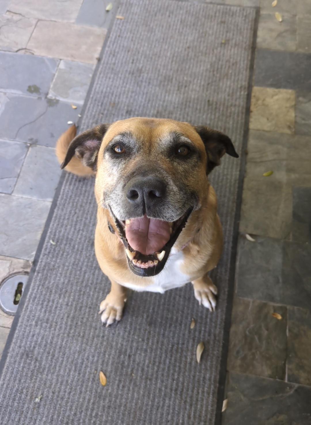 June, a Adopted Yellow Labrador Retriever in PEARLAND, TX image 1/5