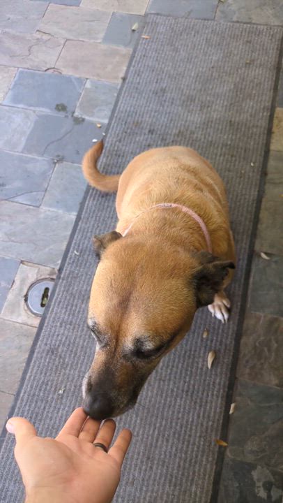 Enlarge June, a Adopted Yellow Labrador Retriever in PEARLAND, TX video 2/5