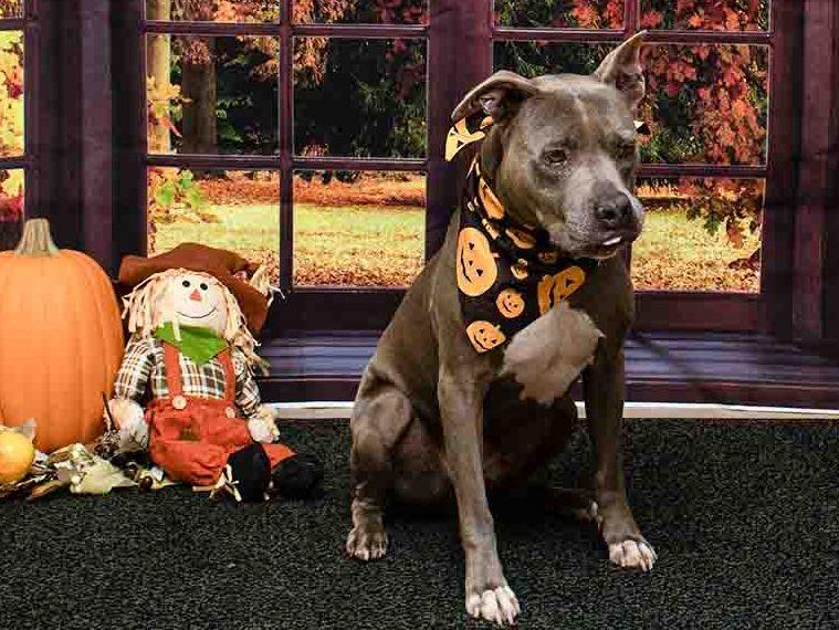 Enlarge Sarg, a Adoptable mixed breed in Sanford, FL image 2/2