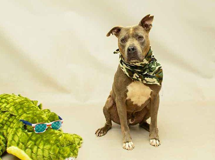 Enlarge Sarg, a Adoptable mixed breed in Sanford, FL image 2/4