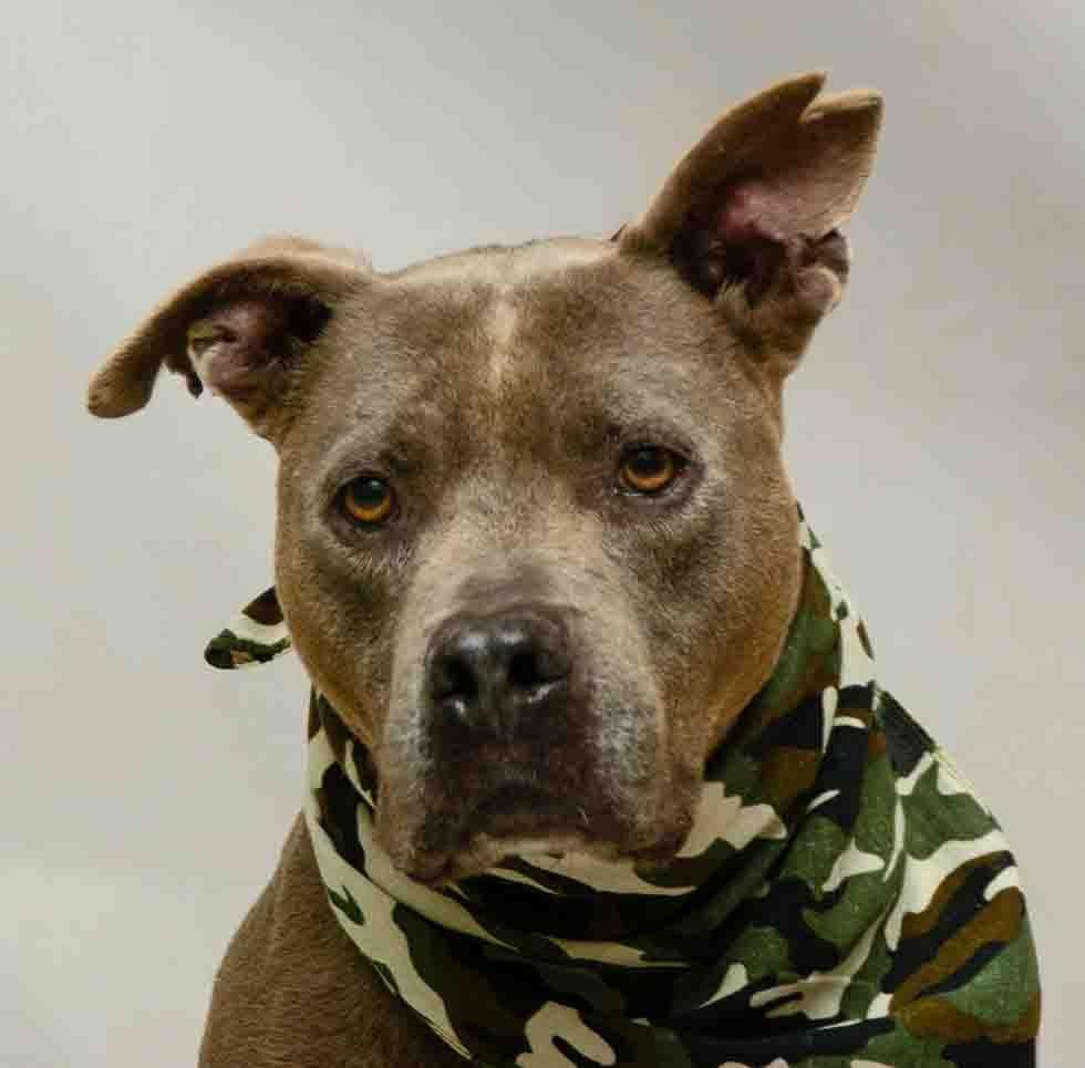 Enlarge Sarg, a Adoptable mixed breed in Sanford, FL image 1/4
