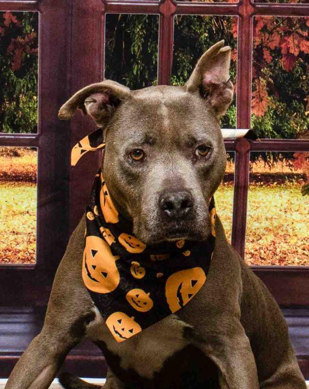 Sarg, Adoptable, Senior Male Terrier.