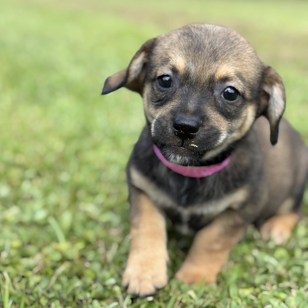 LEONA, Adoptable, Puppy Female Corgi.