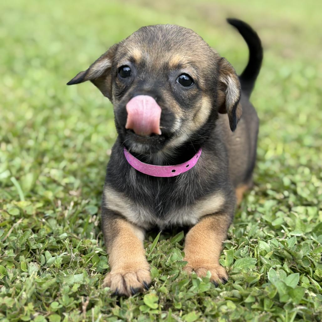 LEONA, a Adoptable Corgi in Wellington, FL image 2/2