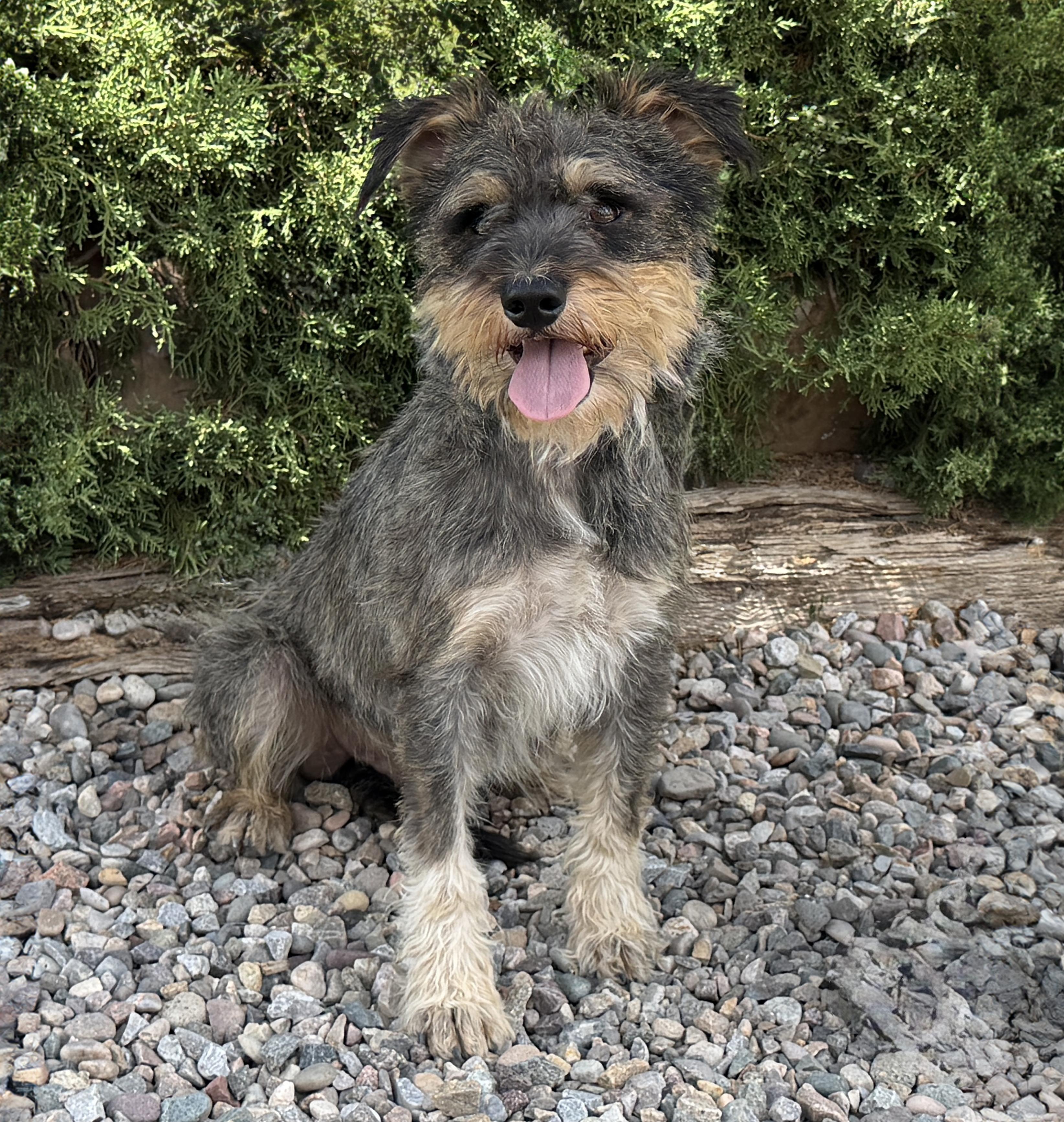 Enlarge Legendary Lil Mr Luigi - Spectacular Schnoodle, an adopted mixed breed in Albuquerque, NM image 1/1