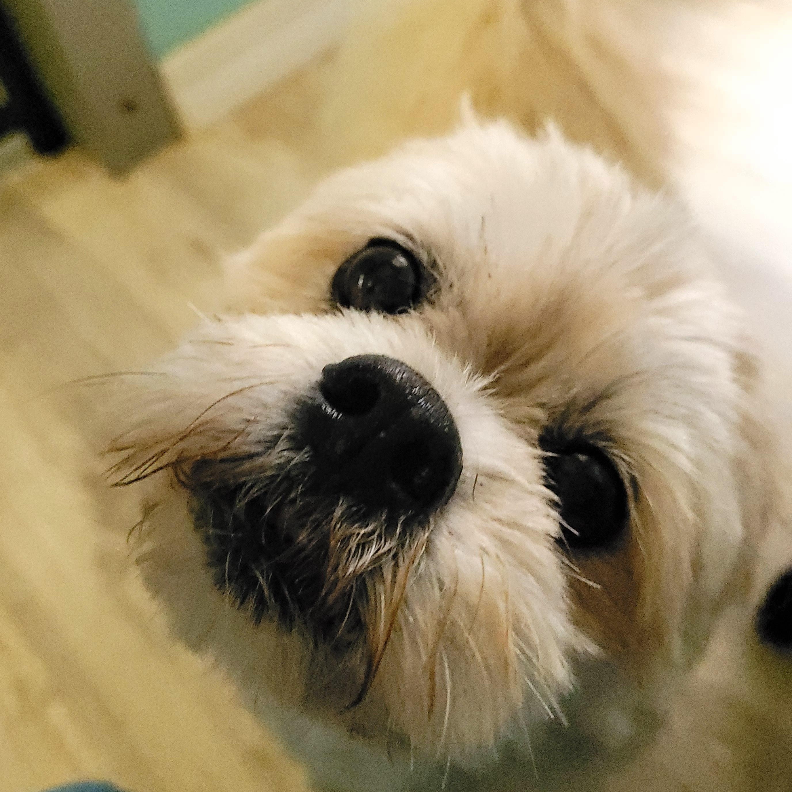 Hercules, an adopted mixed breed in Sequim, WA image 2/3
