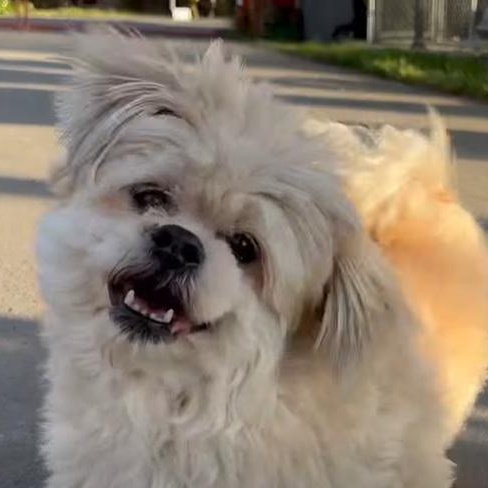 Hercules, adopted, Senior Male Shih Tzu & Pomeranian.