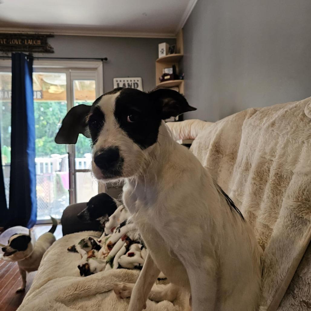 Enlarge Phoenix, a Adoptable Mixed Breed in Fredericksburg, VA image 1/6