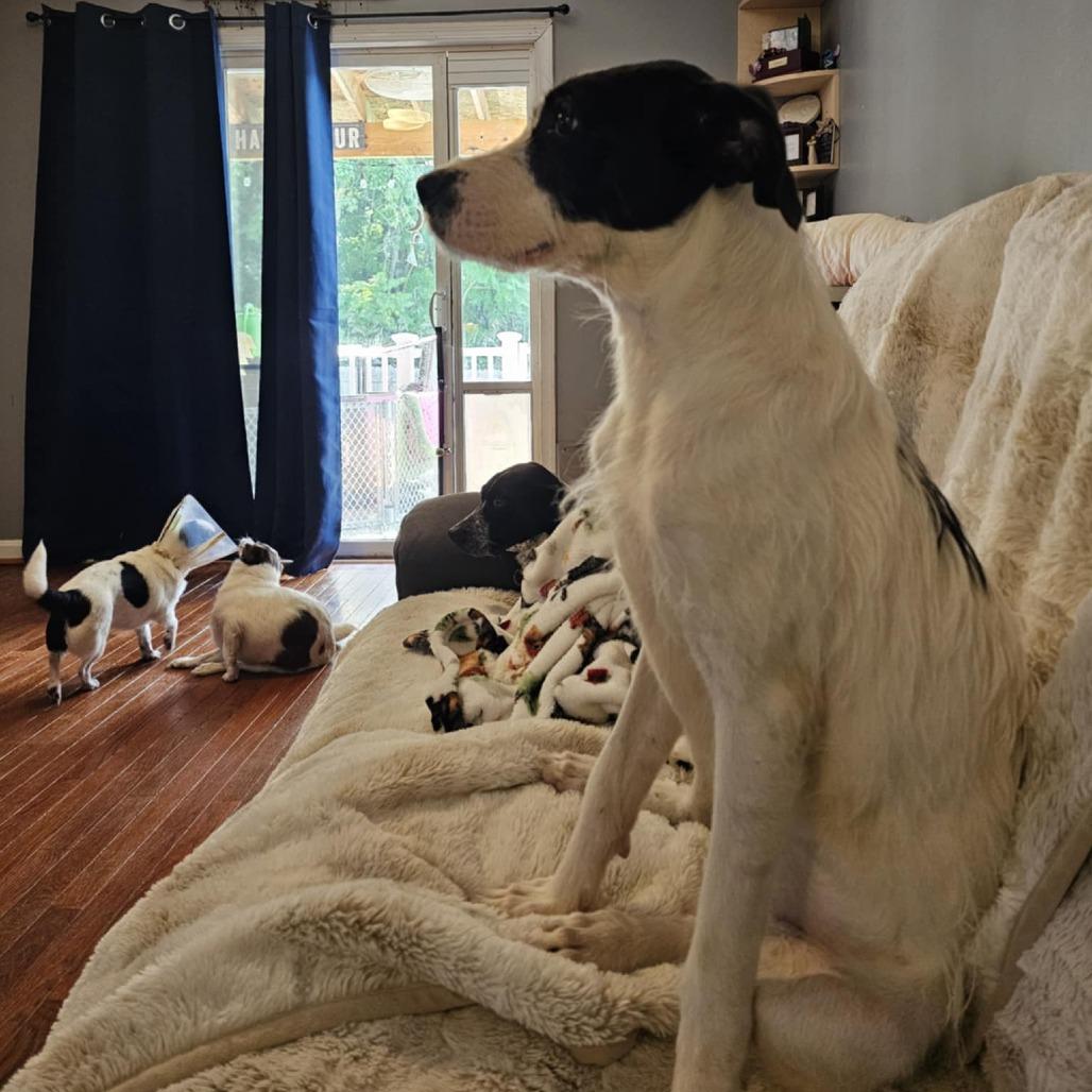 Enlarge Phoenix, a Adoptable Mixed Breed in Fredericksburg, VA image 2/6