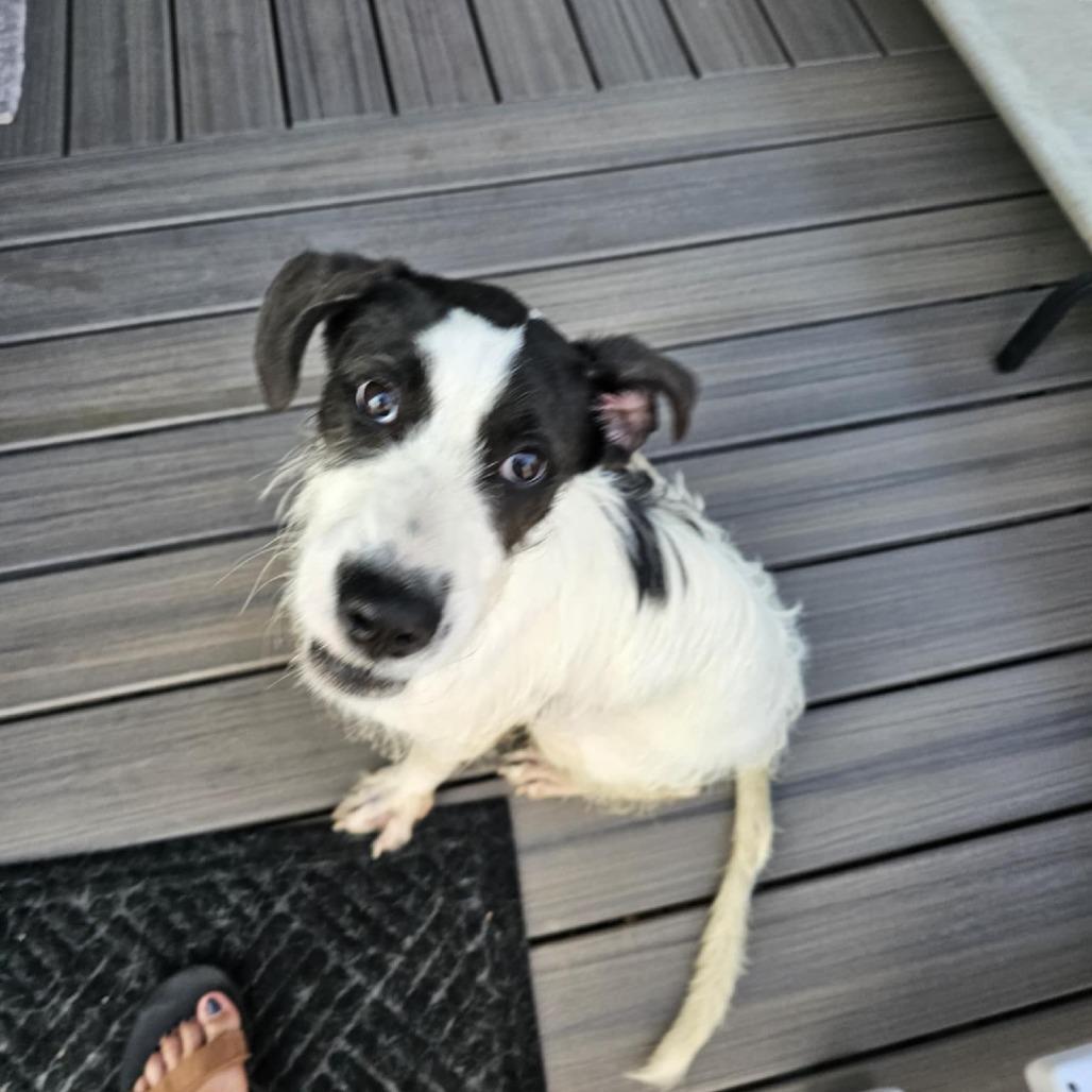 Enlarge Phoenix, a Adoptable Mixed Breed in Fredericksburg, VA image 3/6