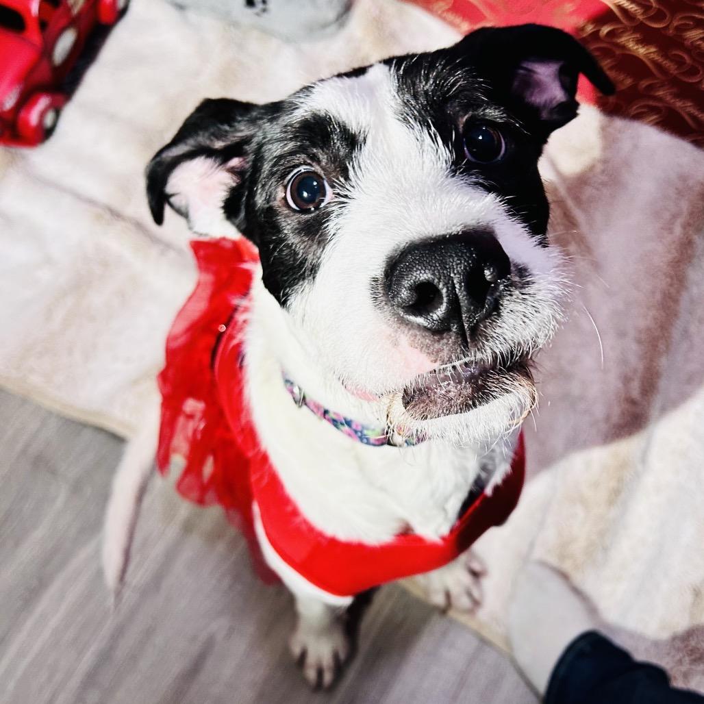 Enlarge Phoenix, a Adoptable Mixed Breed in Fredericksburg, VA image 4/6