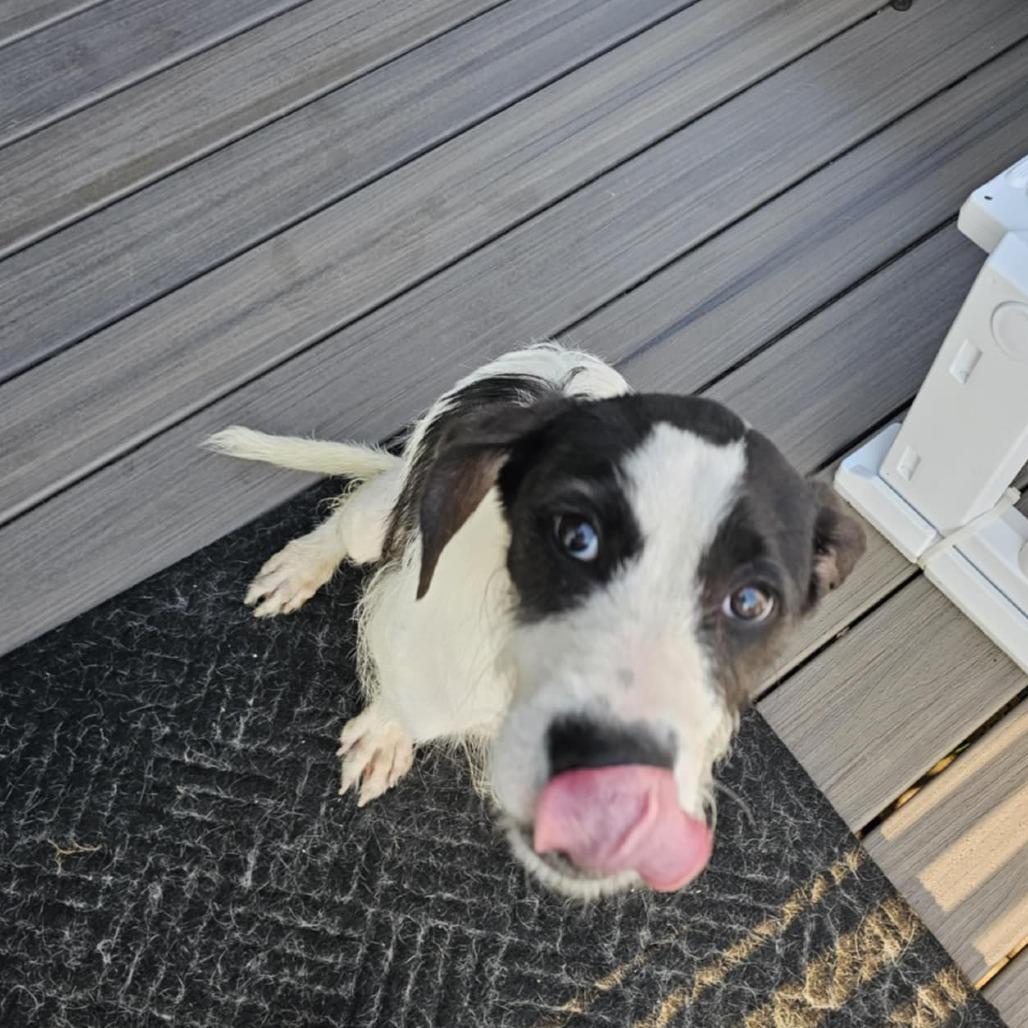 Enlarge Phoenix, a Adoptable Mixed Breed in Fredericksburg, VA image 5/6