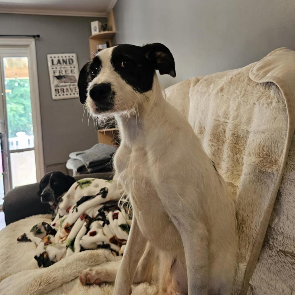 Enlarge Phoenix, a Adoptable Mixed Breed in Fredericksburg, VA image 6/6