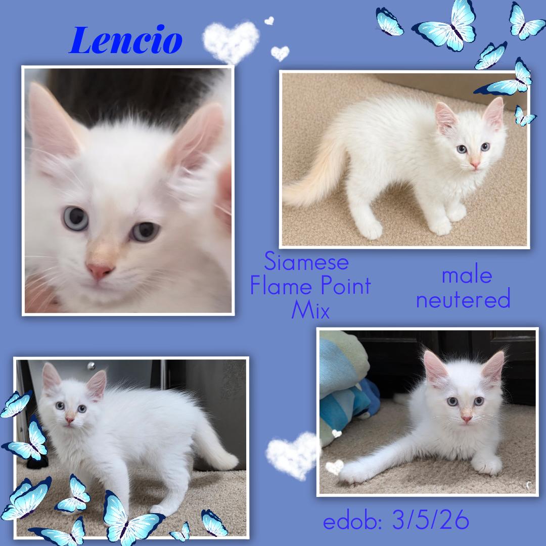 Lencio BR14296-T LOCAL Adoption Event in Burlington 5-22, an adopted mixed breed in Burlington, WA image 5/5