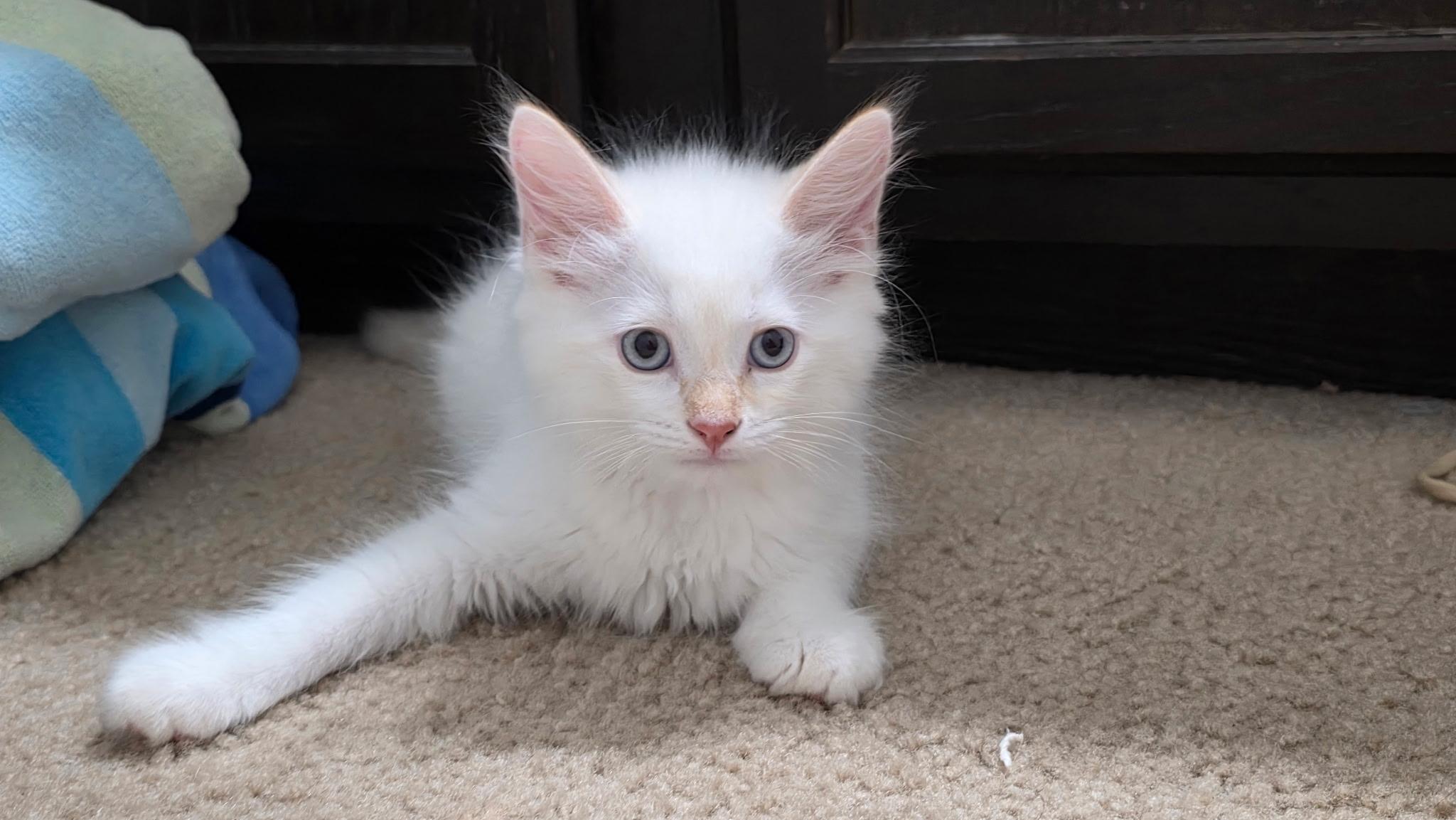 Lencio BR14296-T LOCAL Adoption Event in Burlington 5-22, adopted, Kitten Male Siamese.
