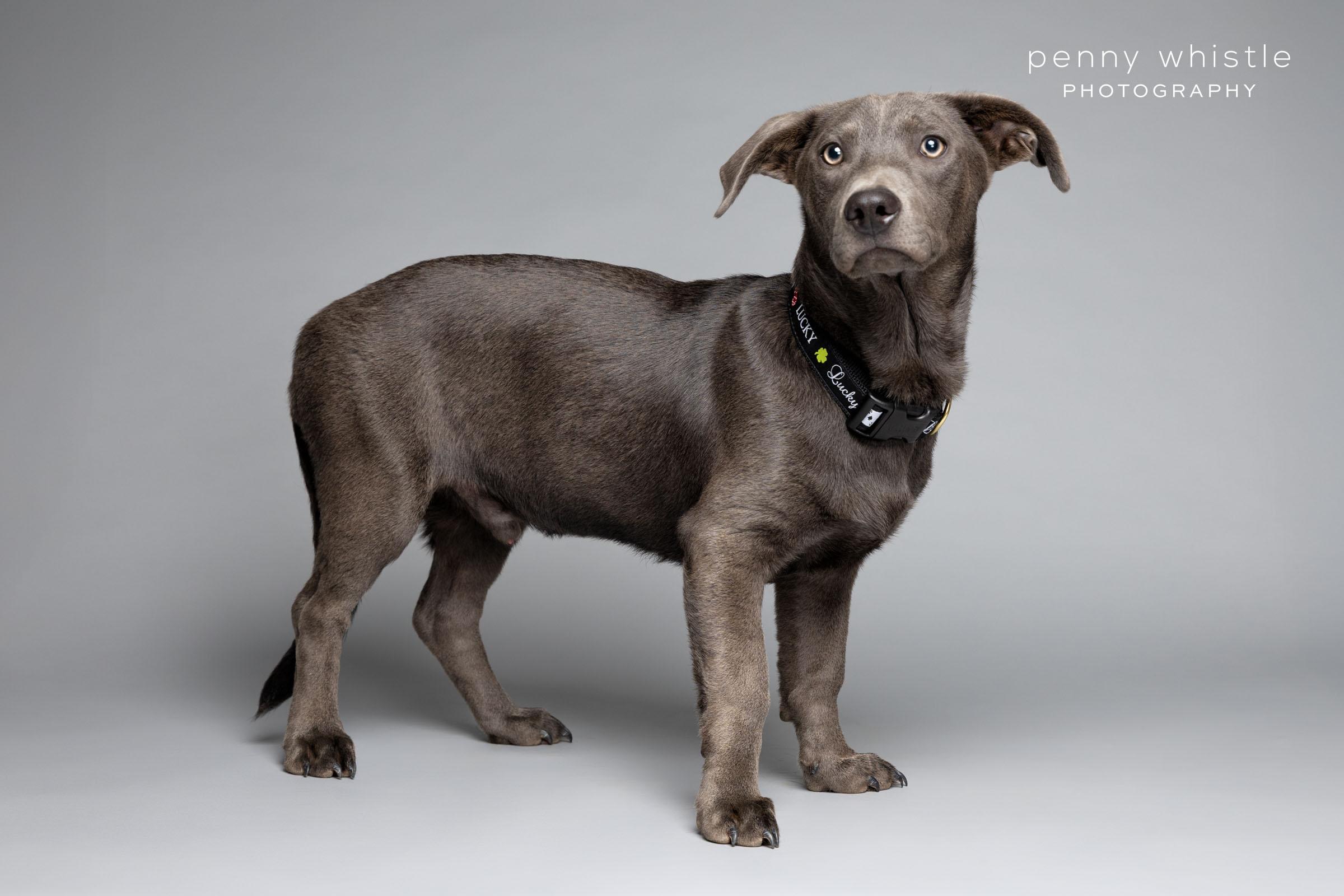 Enlarge Grayson, a Adoptable mixed breed in Coppell, TX image 2/5