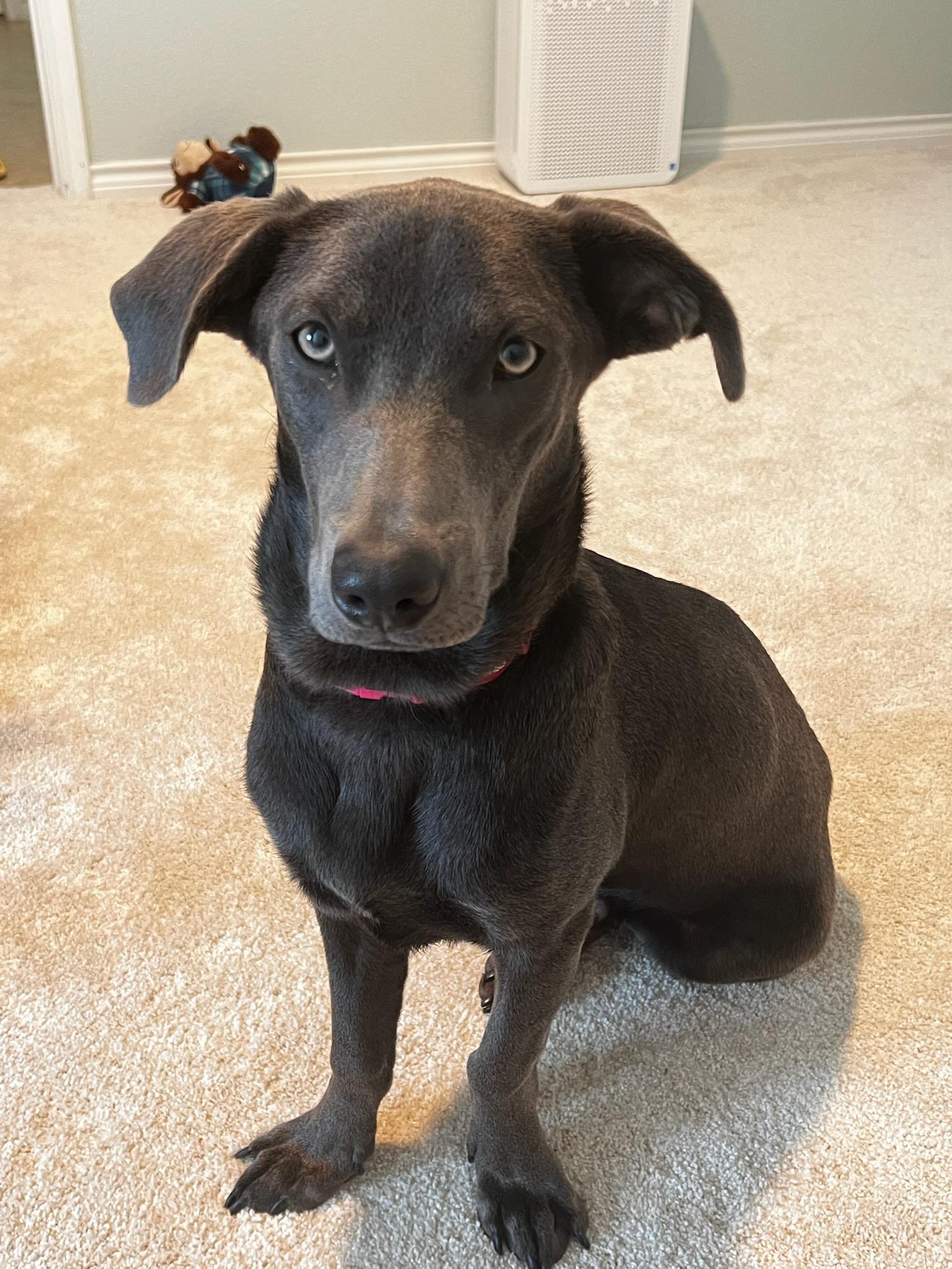 Grayson, Adoptable, Young Male Blue Lacy & Weimaraner.