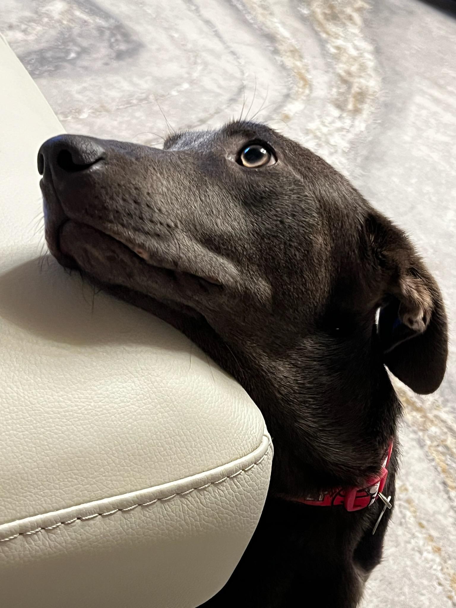 Enlarge Grayson, a Adoptable mixed breed in Coppell, TX image 4/5