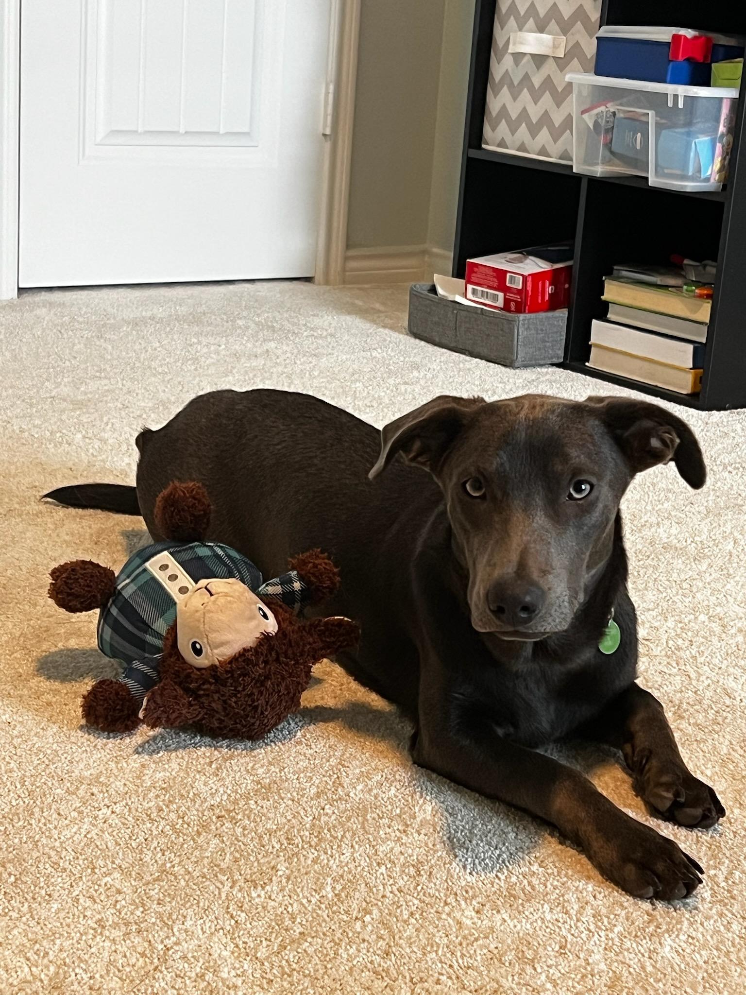 Enlarge Grayson, a Adoptable mixed breed in Coppell, TX image 5/5