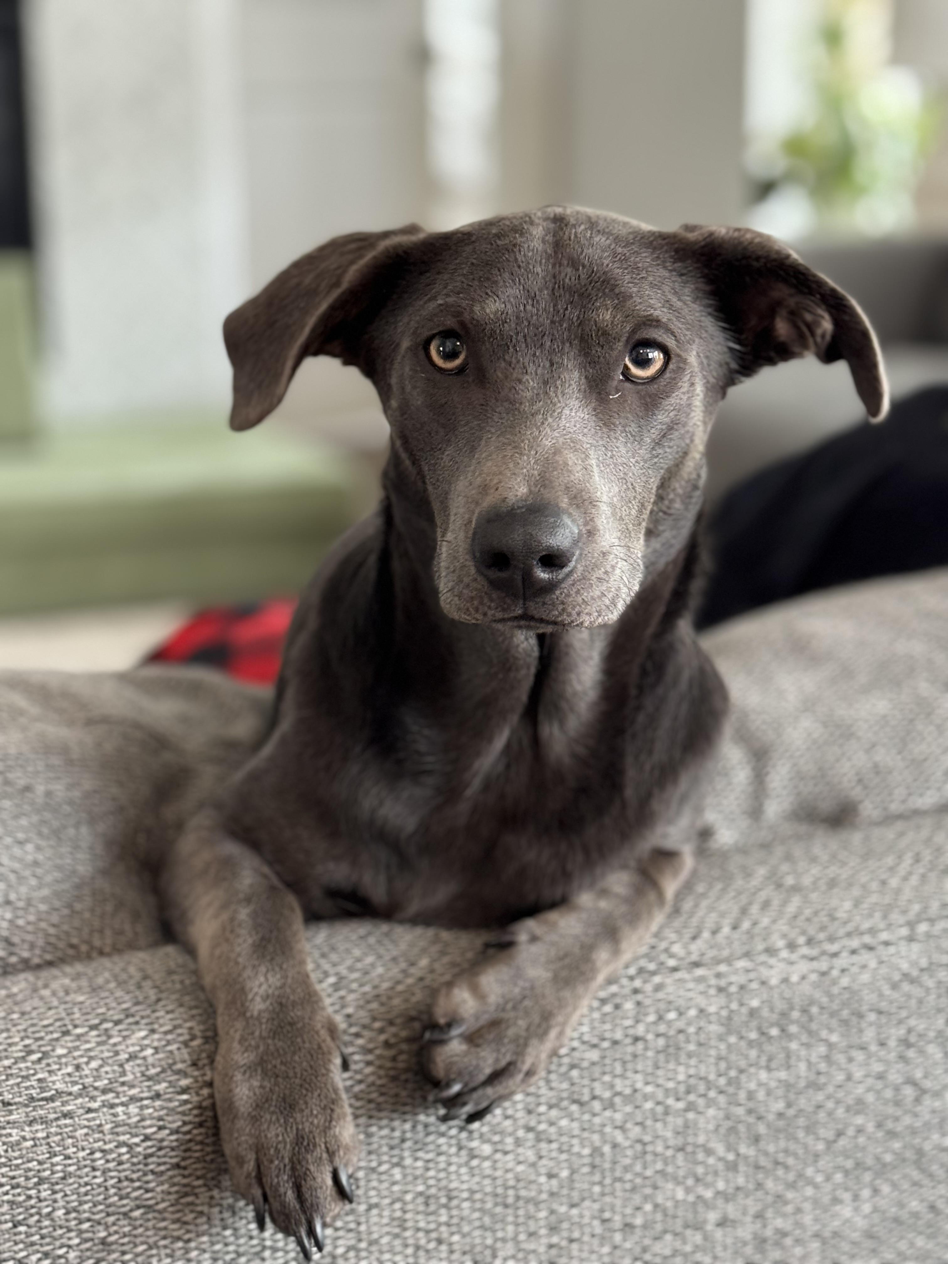 Enlarge Grayson, a Adoptable mixed breed in Coppell, TX image 1/5