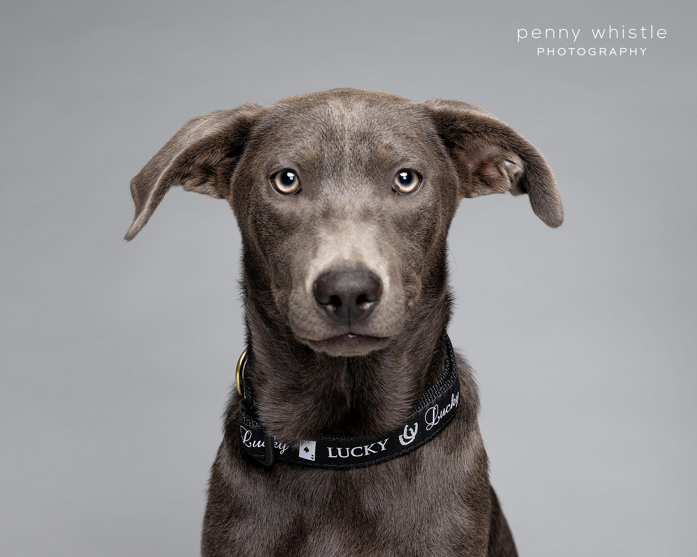 Enlarge Grayson, a Adoptable mixed breed in Coppell, TX image 3/5