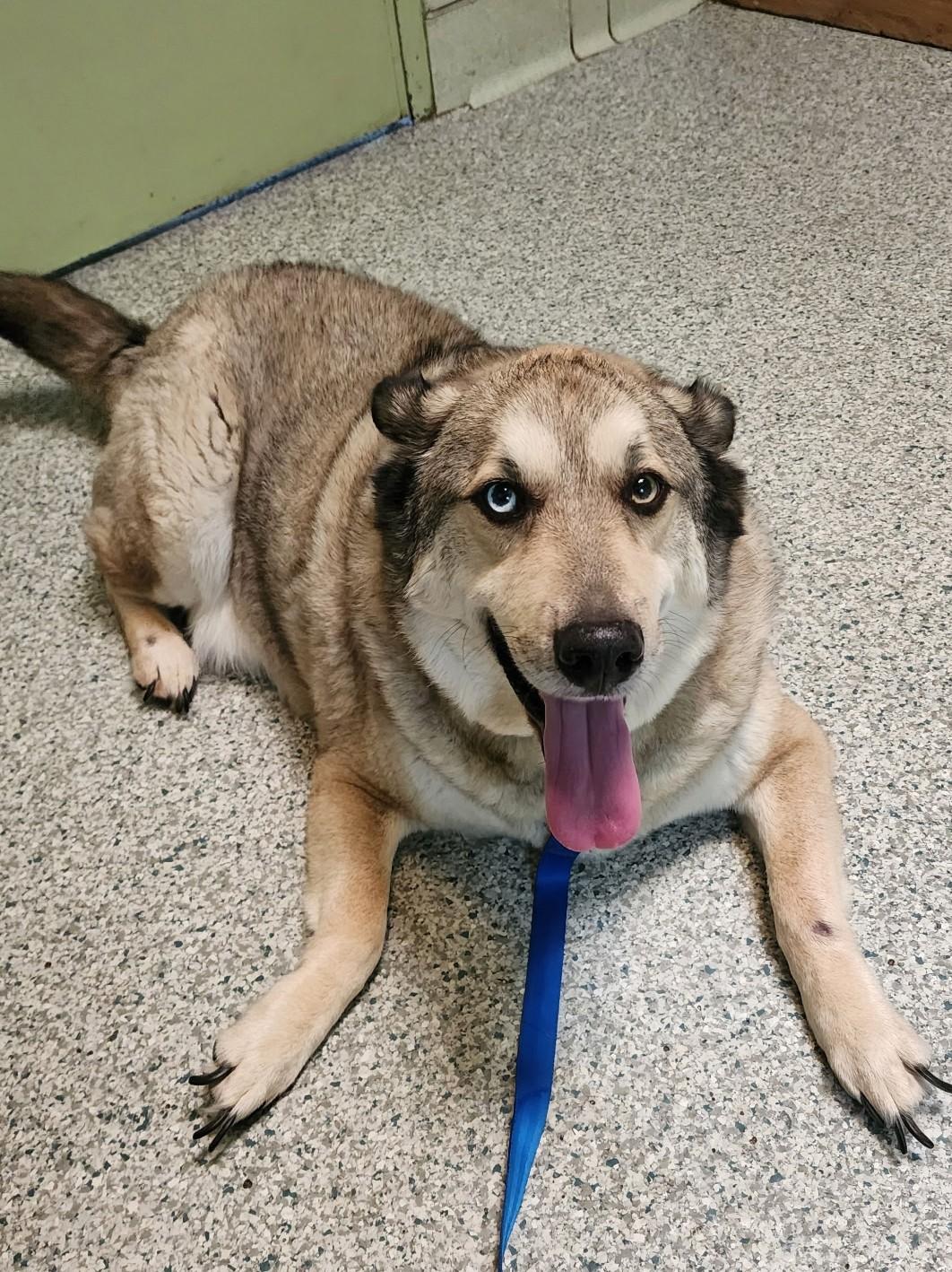 Enlarge Muttley - Courtesy Listing, a Adoptable mixed breed in Attica, MI image 1/5