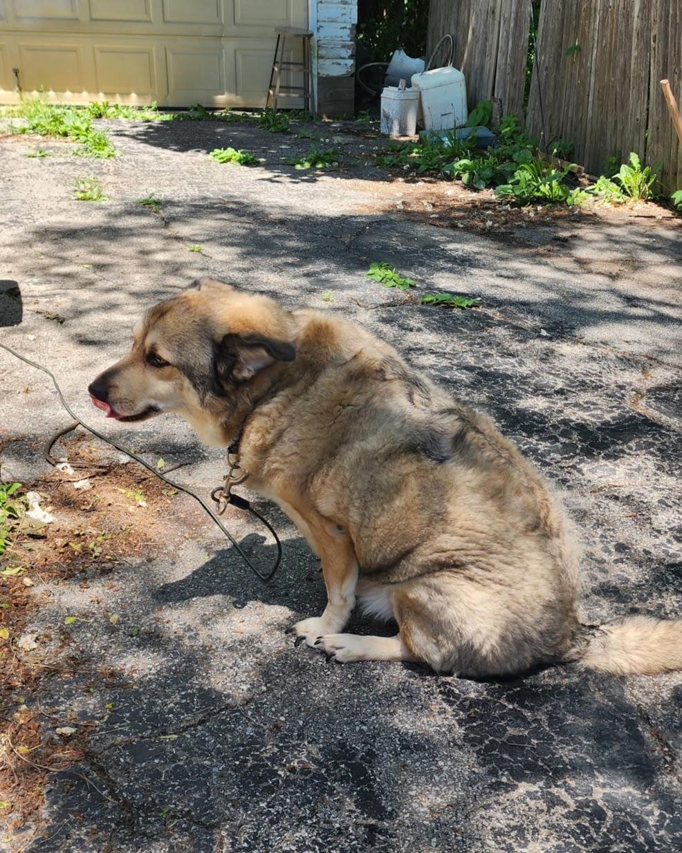 Enlarge Muttley - Courtesy Listing, a Adoptable mixed breed in Attica, MI image 2/5