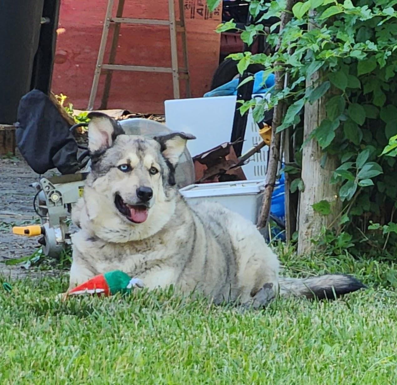 Enlarge Muttley - Courtesy Listing, a Adoptable mixed breed in Attica, MI image 4/5